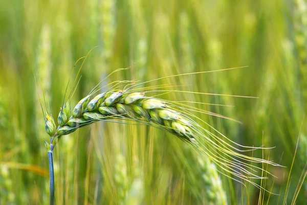 stock image Wheat field