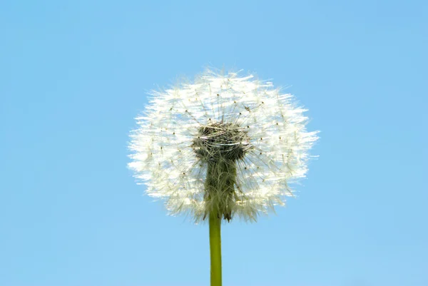 stock image Dandelion