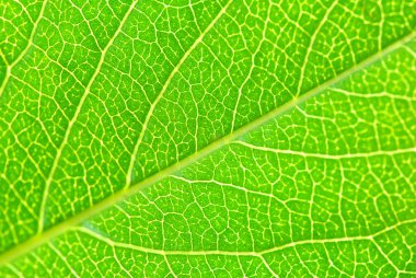 Structure of leaf clipart