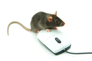 Computer mouse clipart