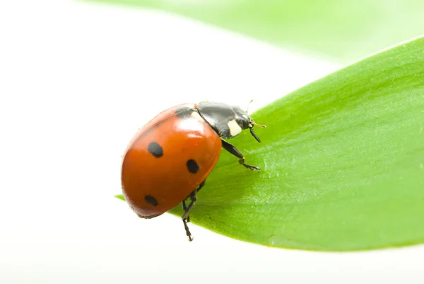 Coccinelle rouge — Photo