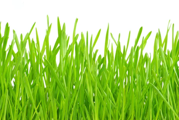 Трава — стоковое фото