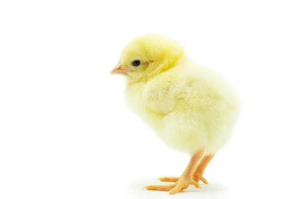 Chicken — Stock Photo, Image