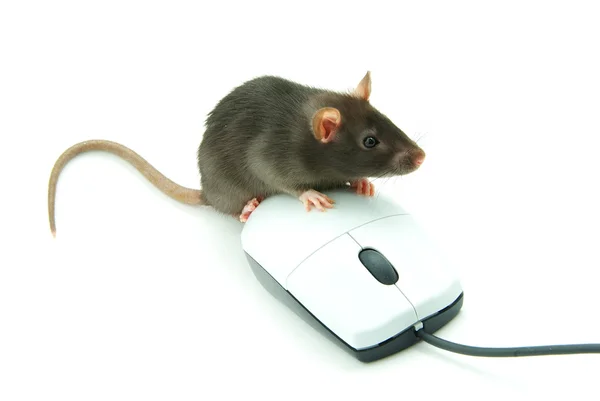 コンピュータマウス — ストック写真