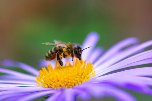 Floare și albine — Fotografie, imagine de stoc