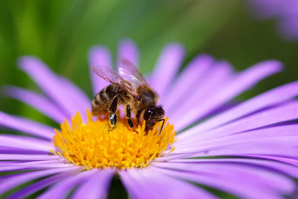 Bee — Stock Photo, Image