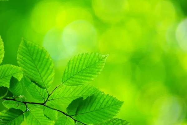 Liście zielone — Zdjęcie stockowe