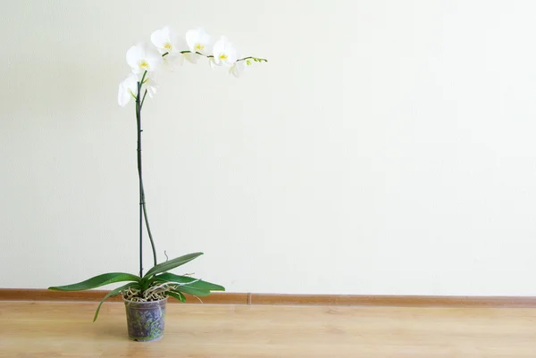 stock image Orchid