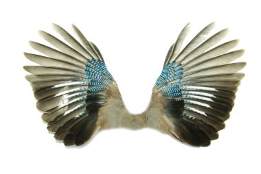 Wings clipart