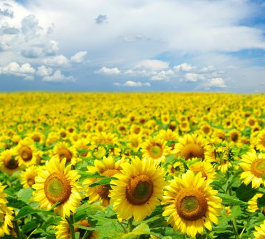 Sunflower field clipart