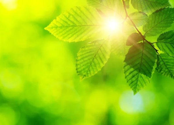 stock image Green leaves background