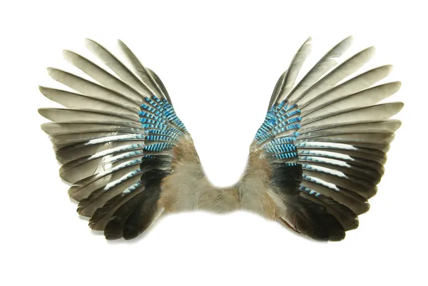 Vleugels — Stockfoto