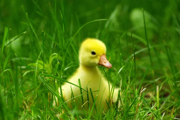 Gosling i gräs — ストック写真