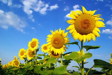 Sunflower field clipart