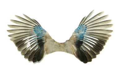 Wings clipart