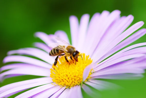 Kwiat i pszczoła — Zdjęcie stockowe