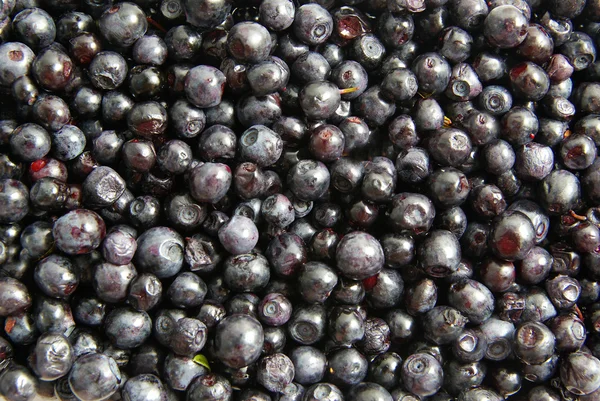 stock image Blueberry background