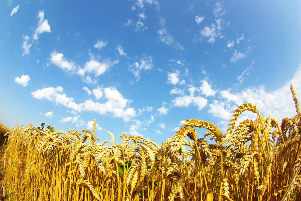 Wheat over sky — Stock Photo, Image