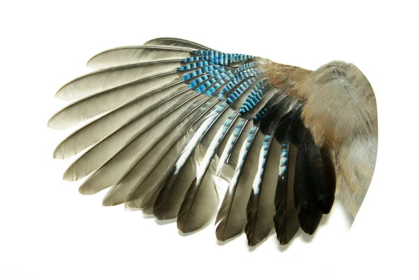 ปีก — ภาพถ่ายสต็อก