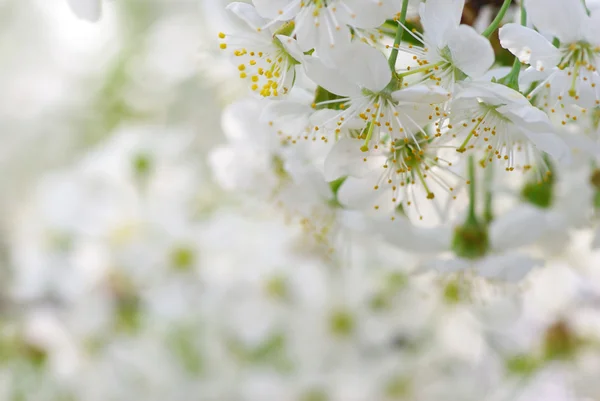 stock image Cherry blossoms