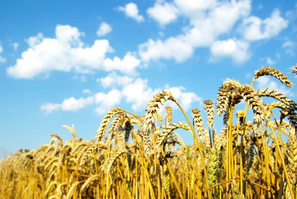 Wheat over sky — Stock Photo, Image
