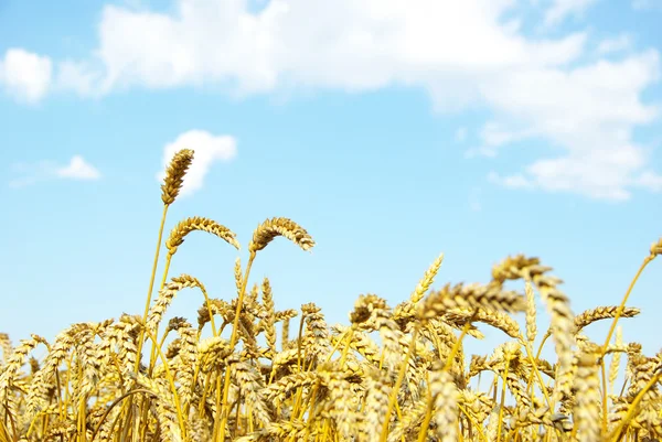 小麦在天空 — 图库照片