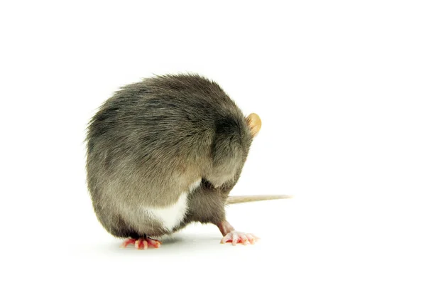 Komik fare — Stok fotoğraf