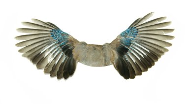 Wings clipart