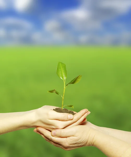 stock image Plant in hands