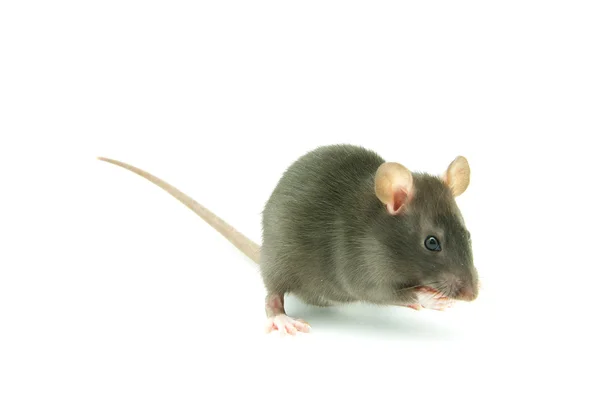 stock image Rat