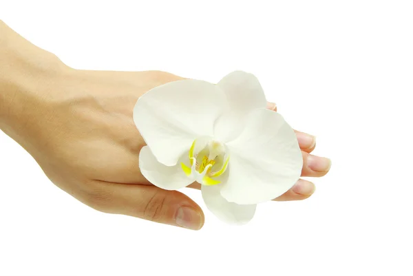 Orchidej v ruce — Stock fotografie