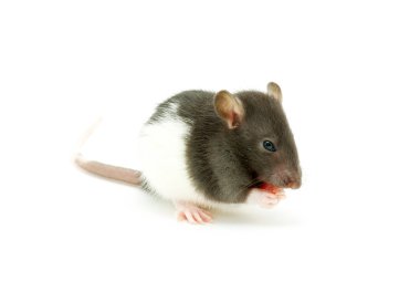 rat