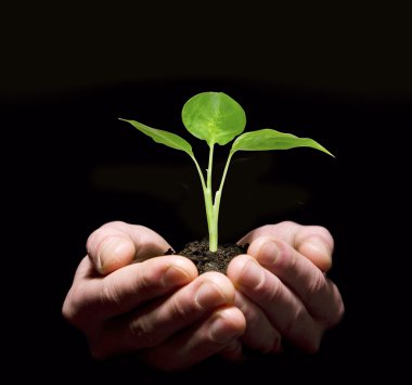 Hands holding sapling in soil clipart