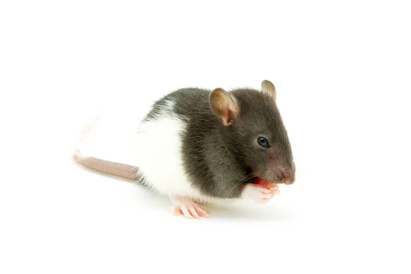 Szczury — Zdjęcie stockowe