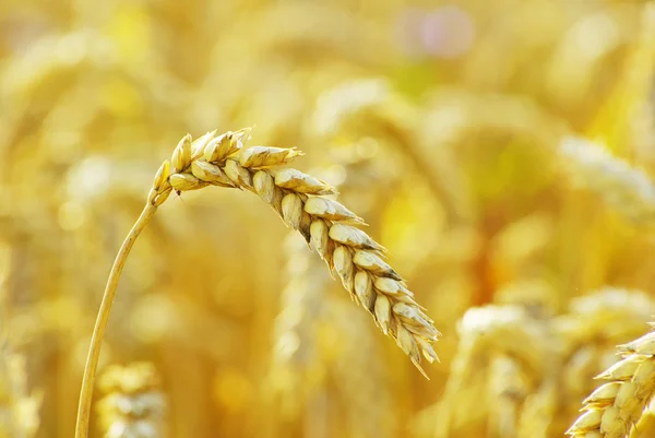 Wheat — Stock Photo, Image