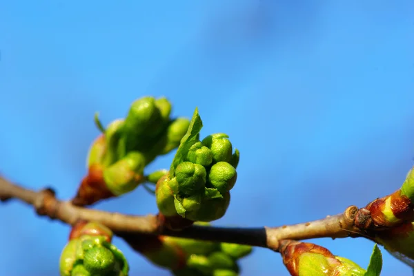 春の葉 — ストック写真