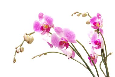 Orchid clipart