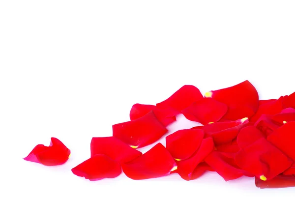Rote Blütenblätter — Stockfoto