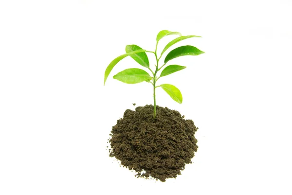 Зелена рослина — стокове фото