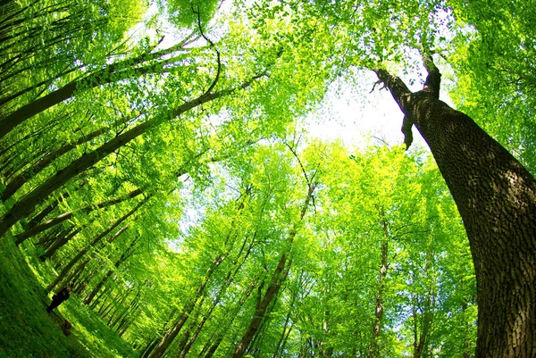 Zelený les — Stock fotografie