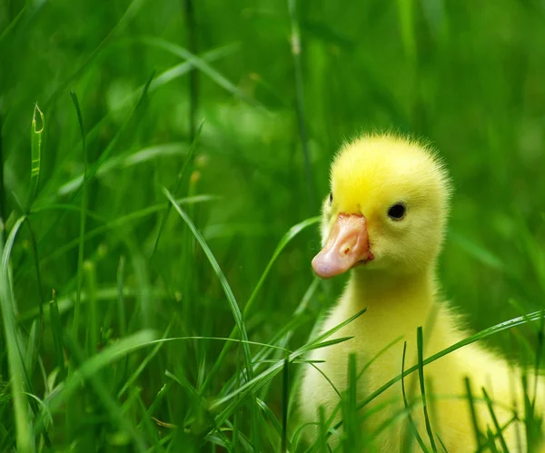 Gosling w trawie — Zdjęcie stockowe