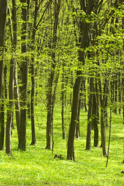 stock image Forest