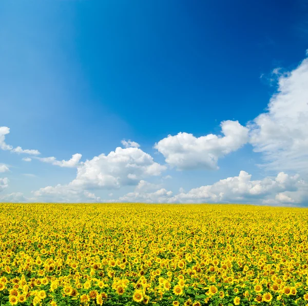 Sonnenblumenfeld — Stockfoto