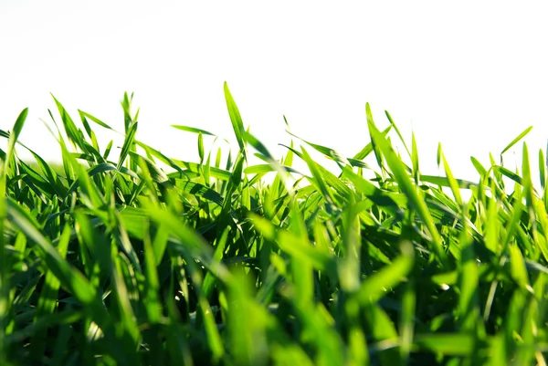 Lawn on white — Stock Photo, Image