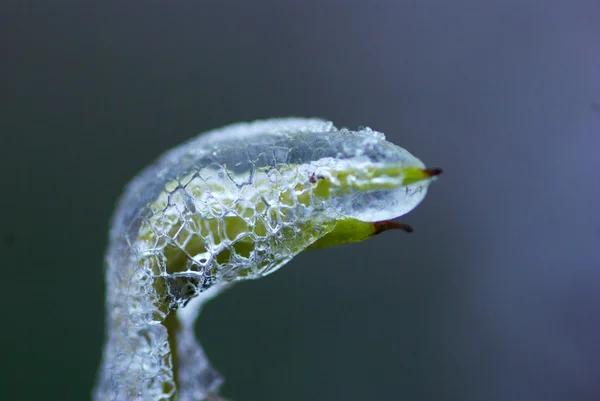 Kasvi jäässä — kuvapankkivalokuva