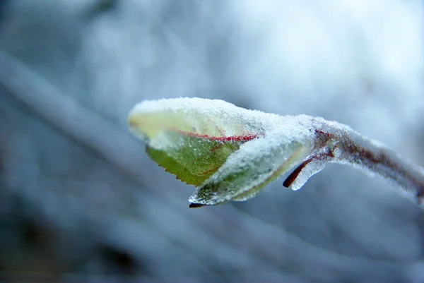 Branch with ice — Stock Photo, Image