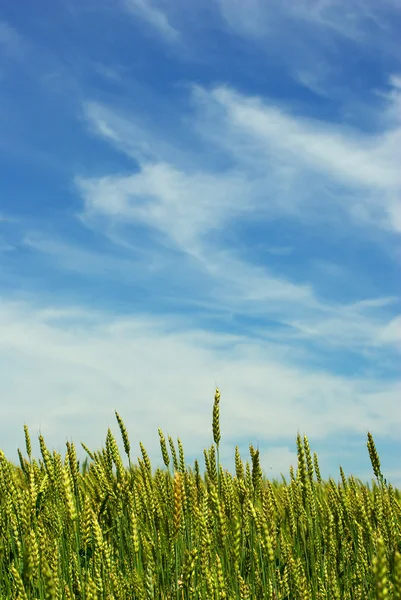 Літній кукурудзи — стокове фото