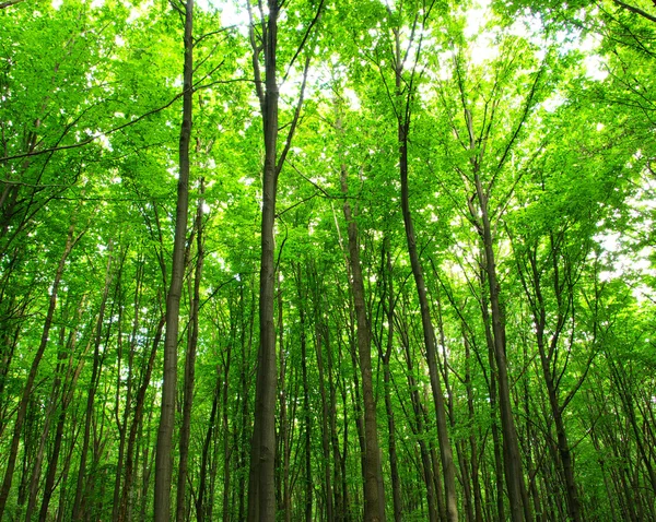 stock image Forest