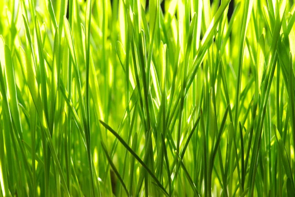 Zelená tráva — Stock fotografie