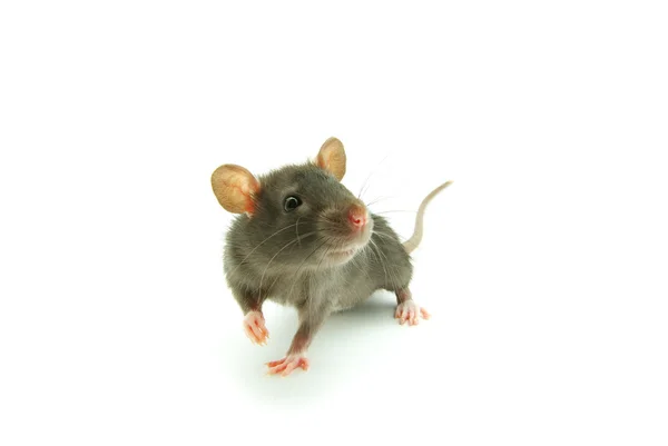 Rat — Stockfoto